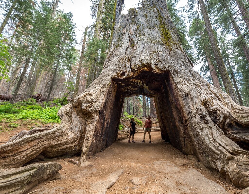 Hikers posing under a Sequoia tree at Yosemite National Park near Rush Creek Lodge.