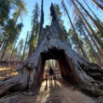 Giant Sequoia Family Moment (E.J.N.)