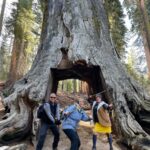 Giant Sequoia Ninjas (Kim V. 12-23-23)