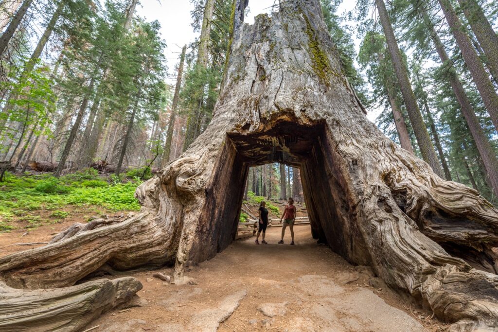 Giant Sequoia in Yosemite (Kim Carroll)