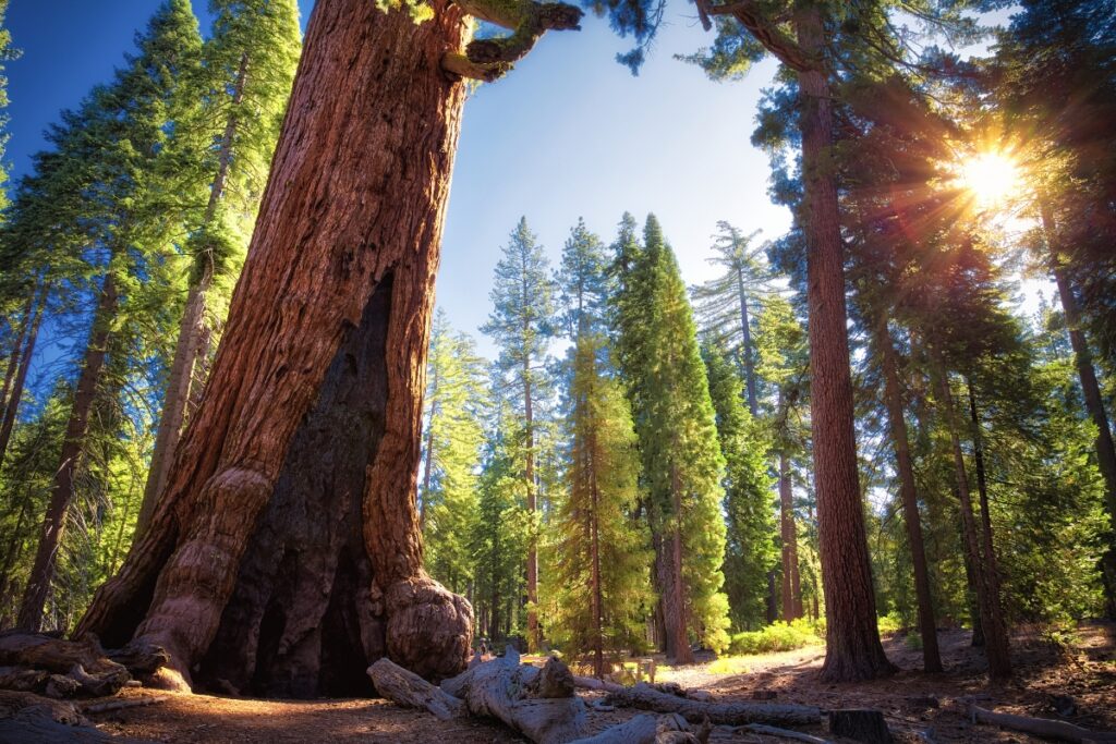 Grizzly Giant Sequoia in Mariposa Grove